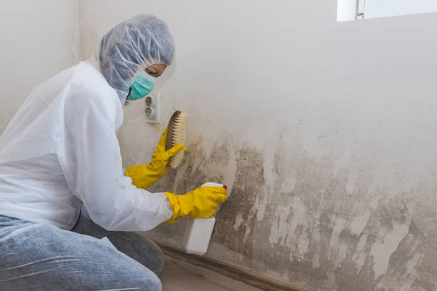 Best Black Mold Removal  in Way, NE