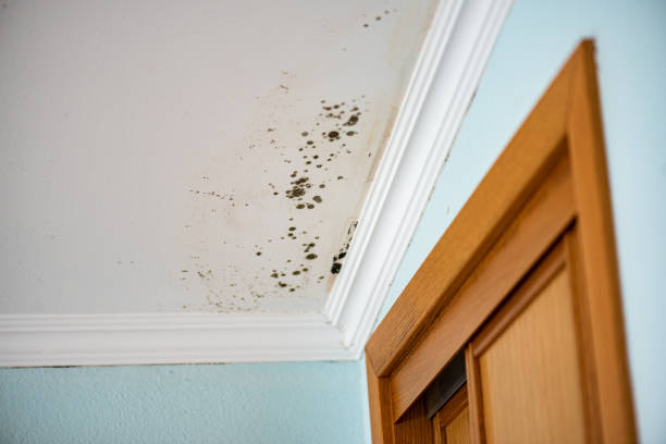 Best Mold Cleaning Services  in Way, NE