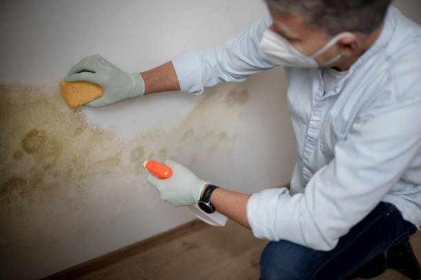 Professional Mold Removal in Wayne, NE