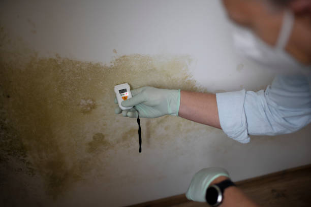 Best Mold Damage Repair  in Way, NE