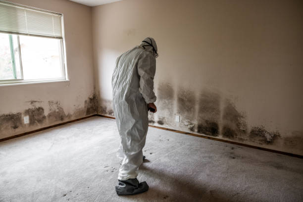 Best Emergency Mold Removal  in Way, NE