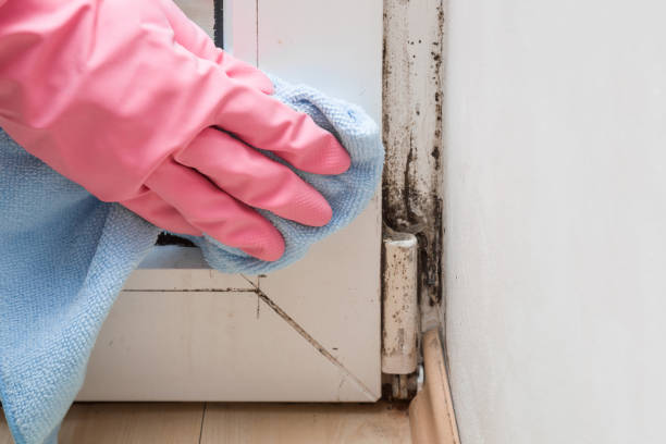 Best Home Mold Removal  in Way, NE